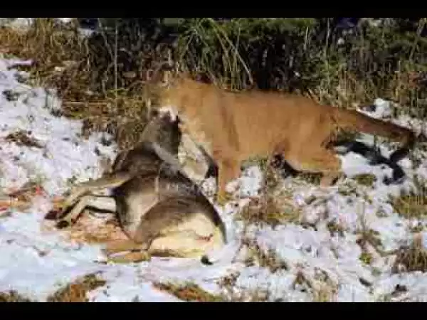Video: THE TOP 10 || TOP 10 COUGAR VS || Cougar vs Deer, Wolf, Bear, Jaguar, Coyote, Dogs...